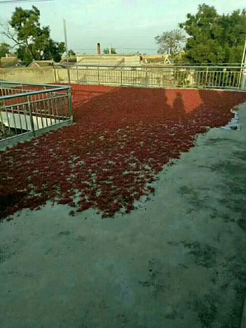 大红袍花椒特级干