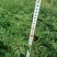 花椒苗1~2年