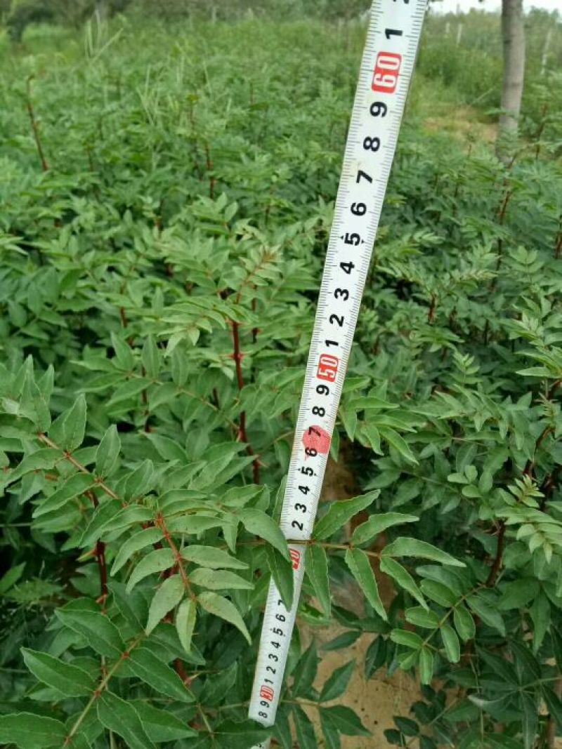 花椒苗1~2年