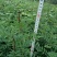 花椒苗1~2年