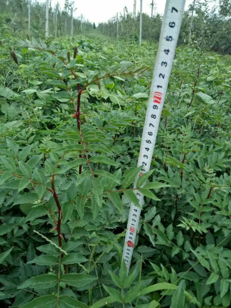 花椒苗1~2年
