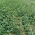 花椒苗1~2年