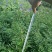 花椒苗1~2年