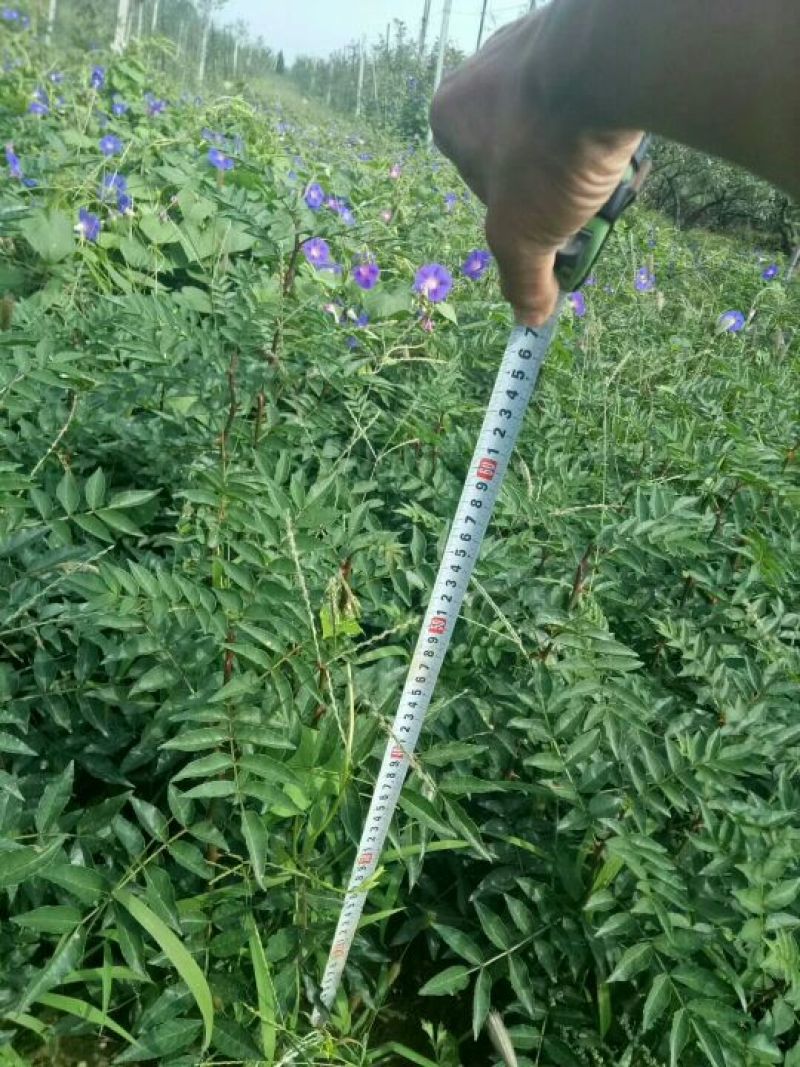 花椒苗1~2年