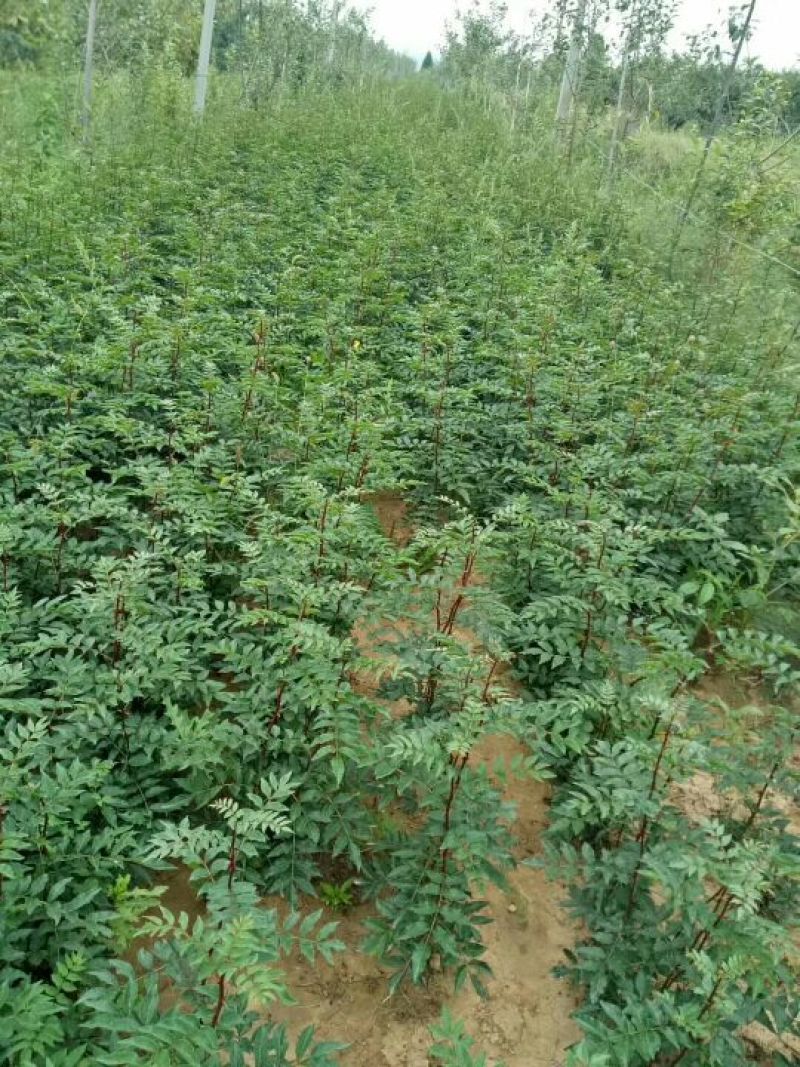 大红袍花椒特级干