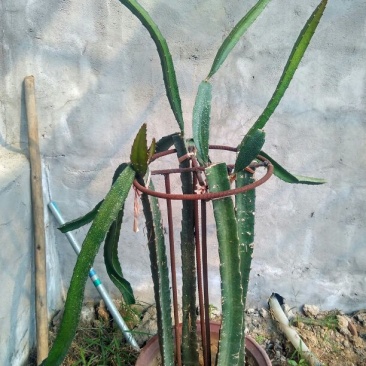 红心火龙果苗30~50cm成苗