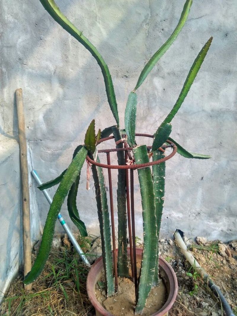 红心火龙果苗30~50cm成苗