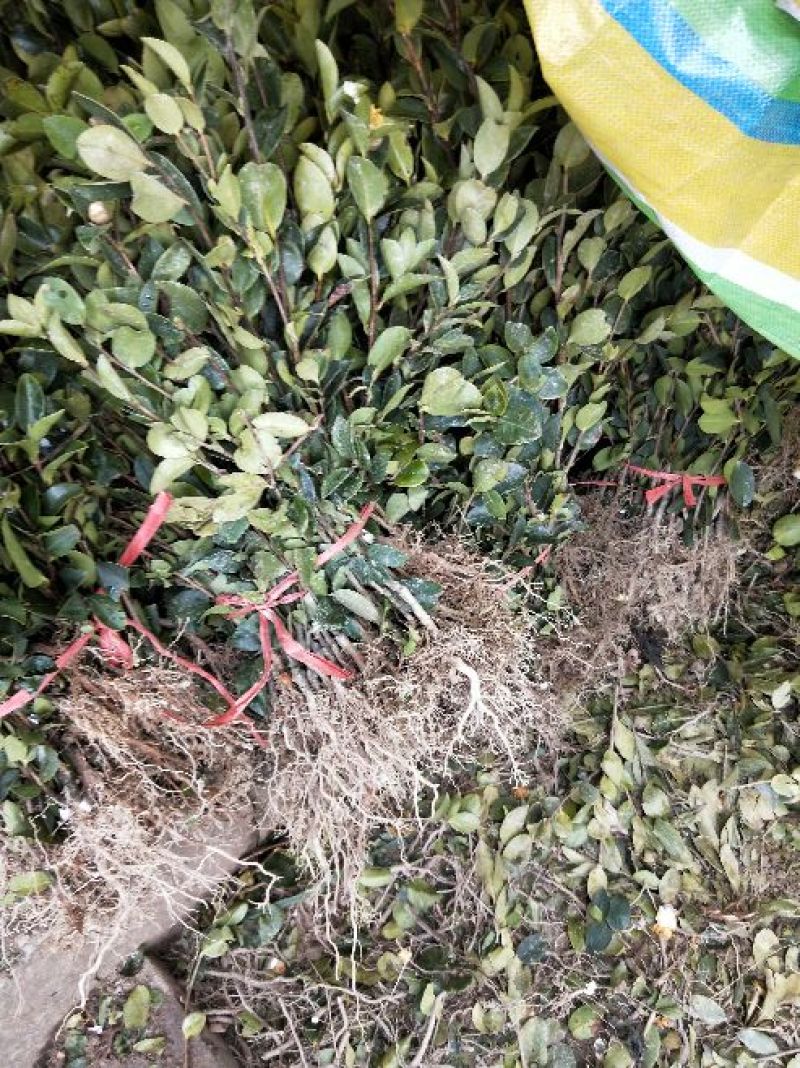 湘林油茶苗30~50cm，分枝多，根系发达，上山成活率