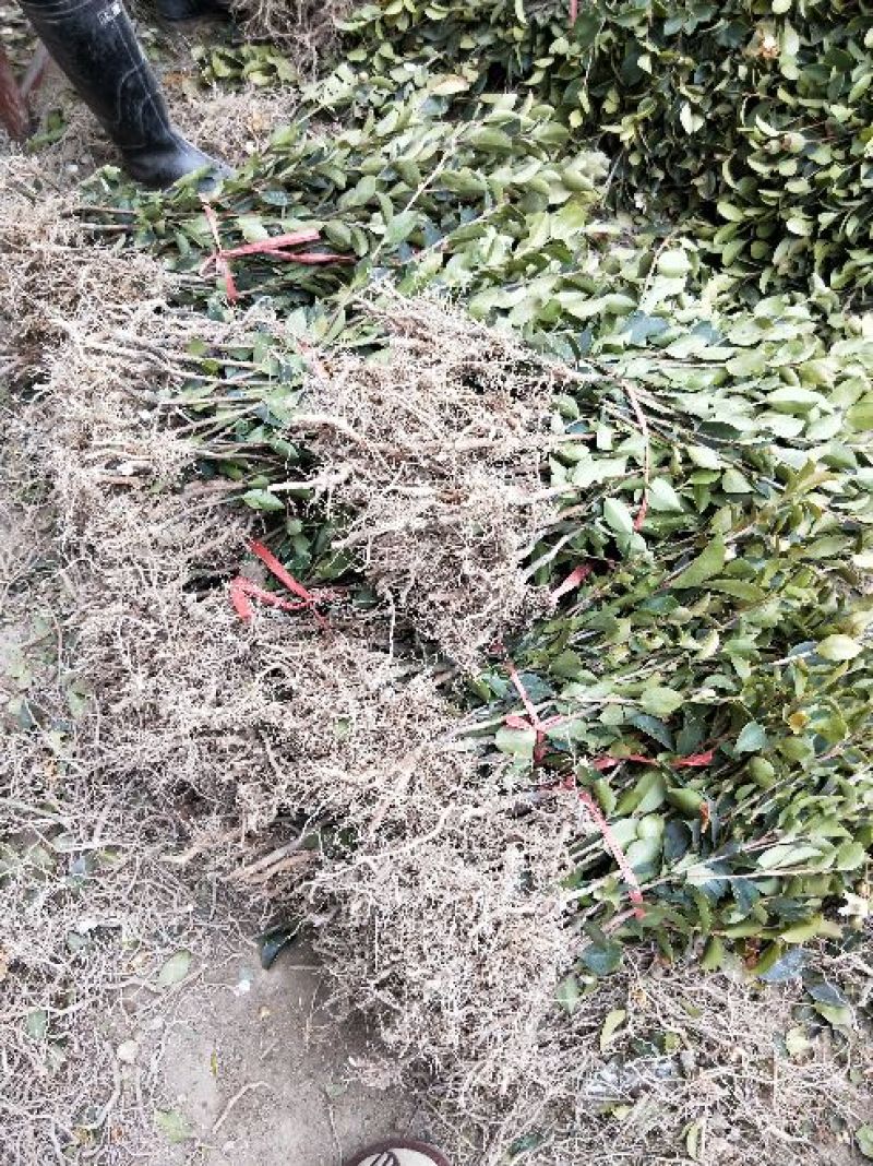 湘林油茶苗30~50cm，分枝多，根系发达，上山成活率