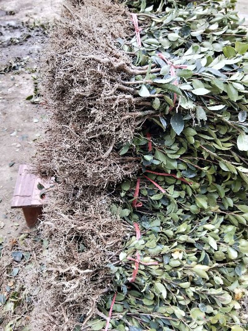 湘林油茶苗30~50cm，分枝多，根系发达，上山成活率