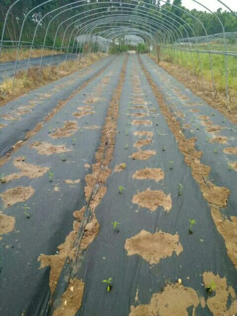 除草布