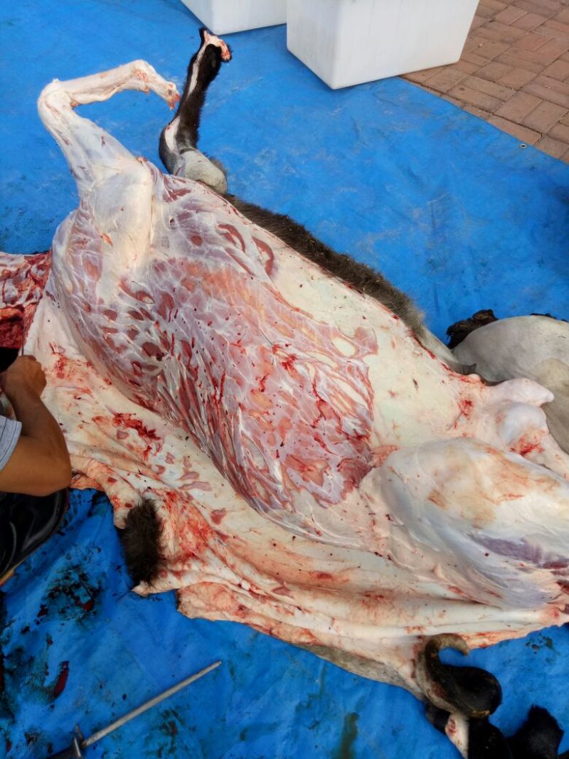 驴肉鲜货