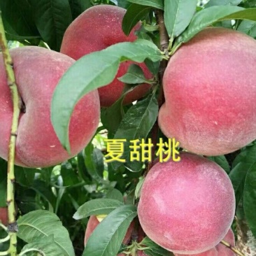 夏甜桃树苗60~70cm