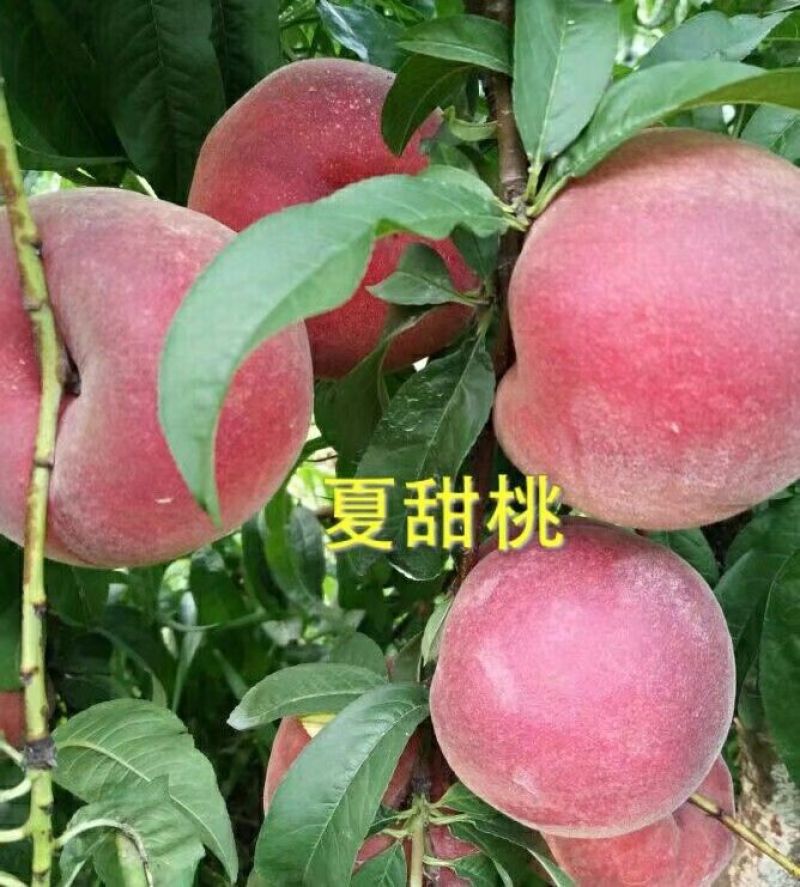 夏甜桃树苗60~70cm