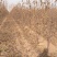 【推荐】河南苹果苗基地直发保证品种保成活新红星