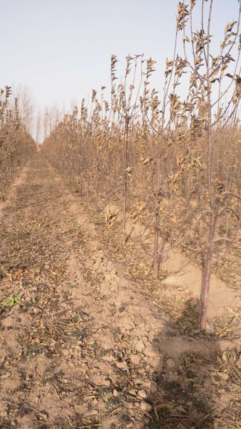【推荐】河南苹果苗基地直发保证品种保成活新红星