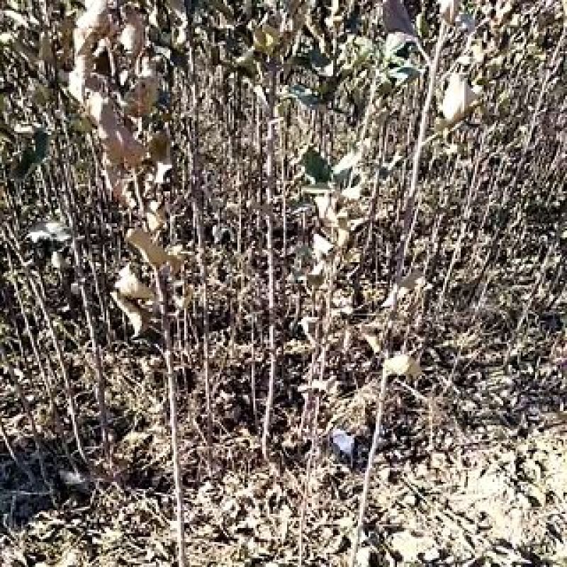 【推荐】河南苹果苗基地直发保证品种保成活新红星