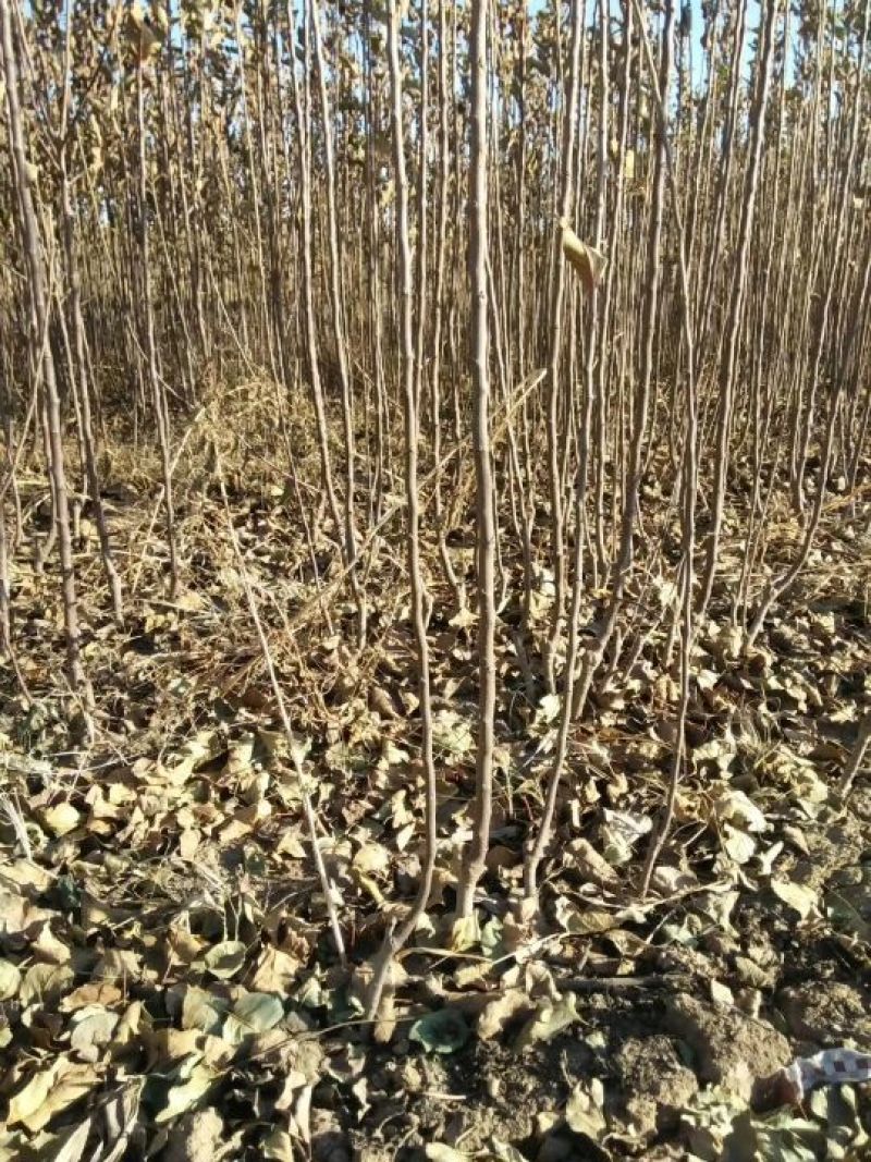 【推荐】河南苹果苗基地直发保证品种保成活新红星