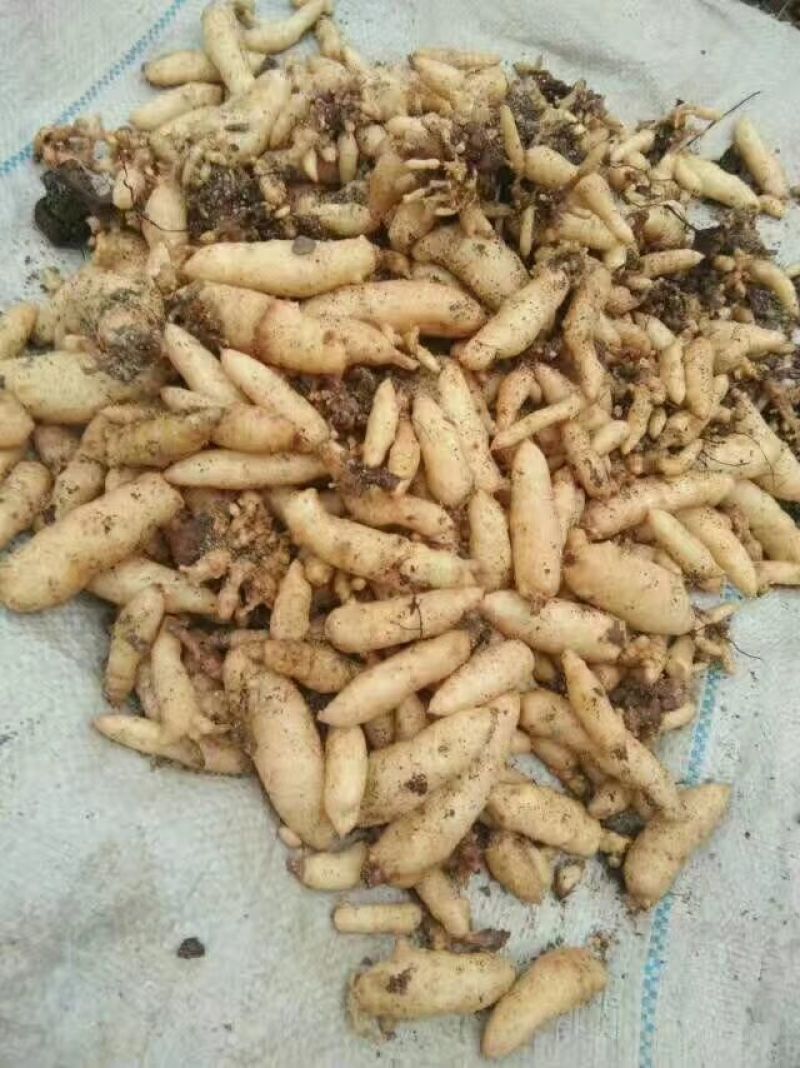 天麻种子