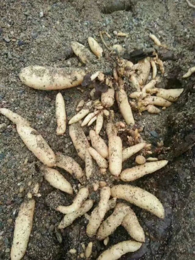 天麻种子