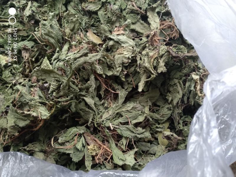癞蛤蟆草野生包邮一一手选色青味浓批发零售产地直发一手货源
