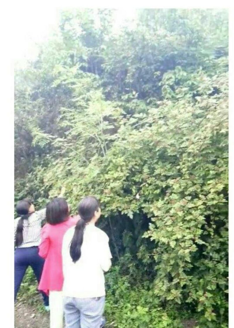 树莓苗10~30cm