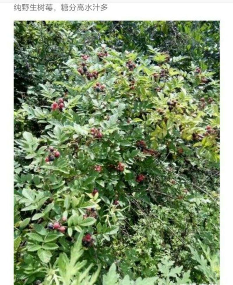 树莓苗10~30cm