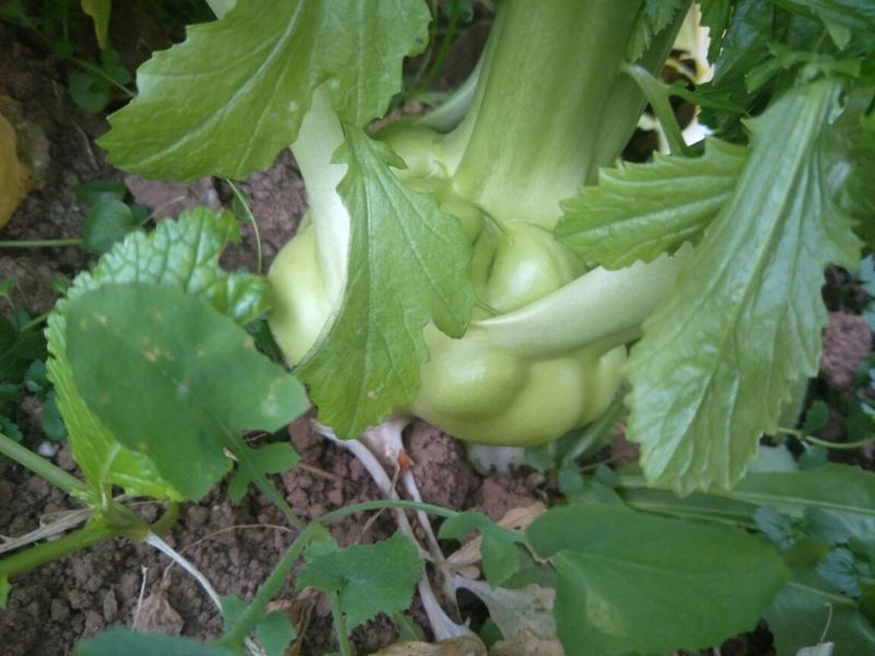 榨菜5两以上