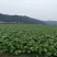 榨菜5两以上