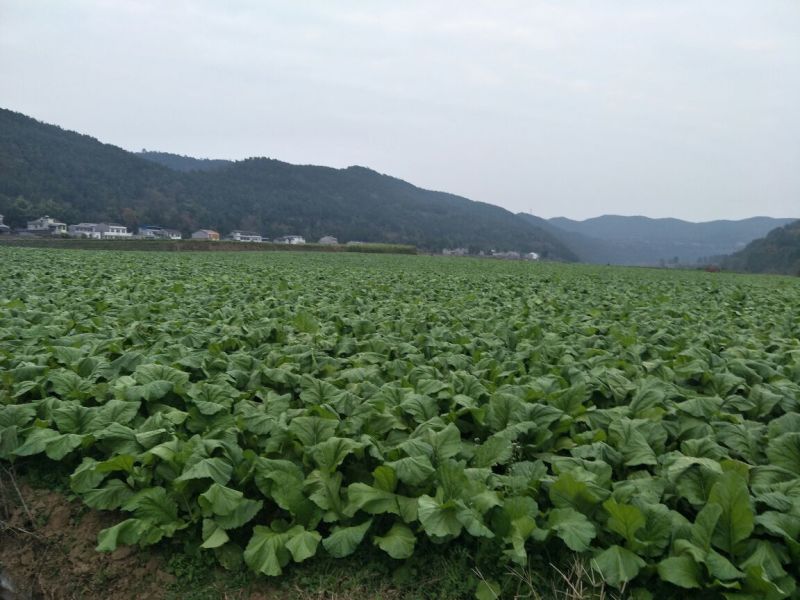 榨菜5两以上