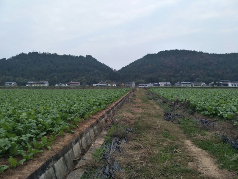 榨菜5两以上