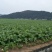 榨菜5两以上