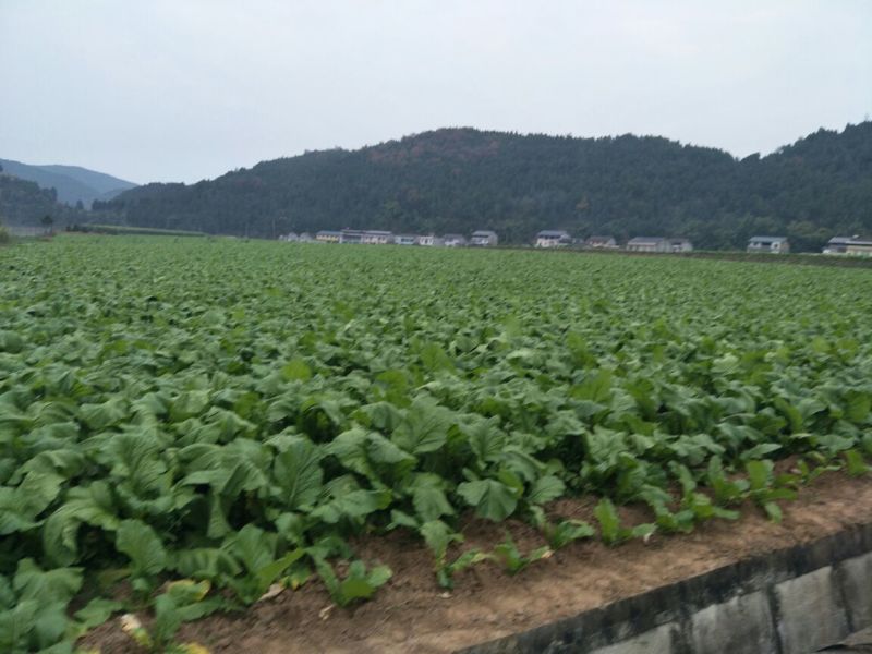 榨菜5两以上