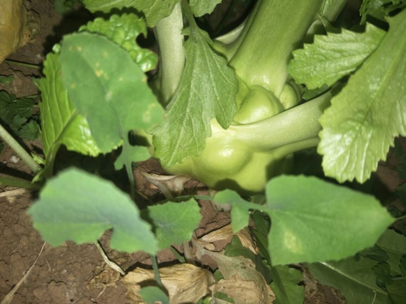 榨菜5两以上