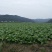 榨菜5两以上