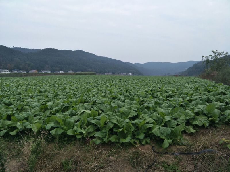 榨菜5两以上