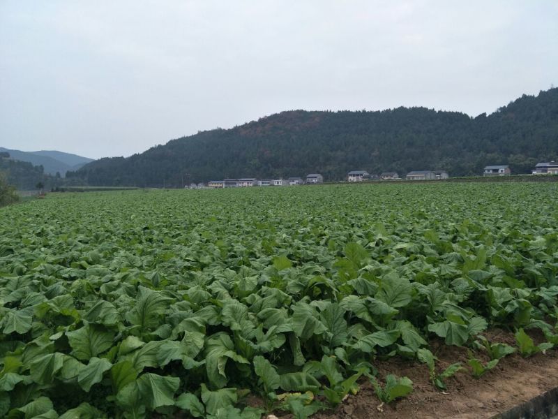 榨菜5两以上