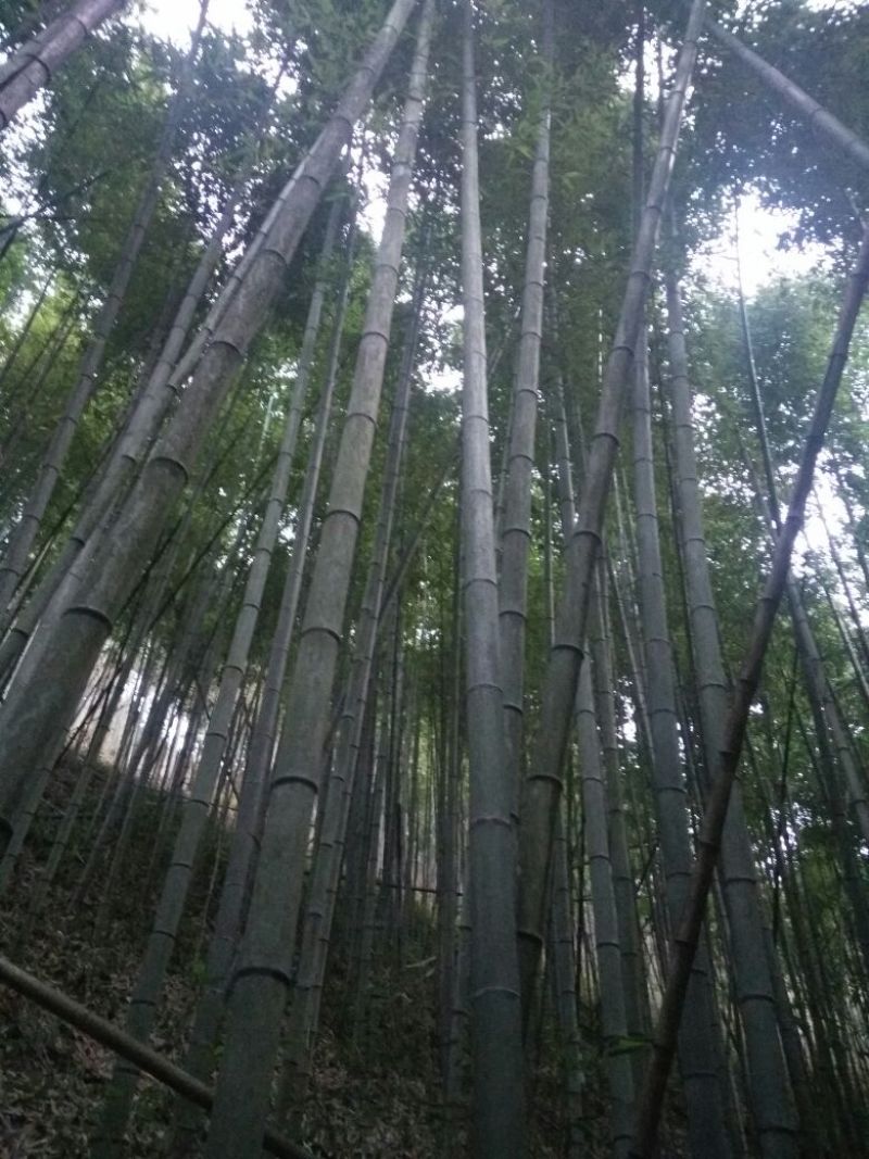 竹子4~5m