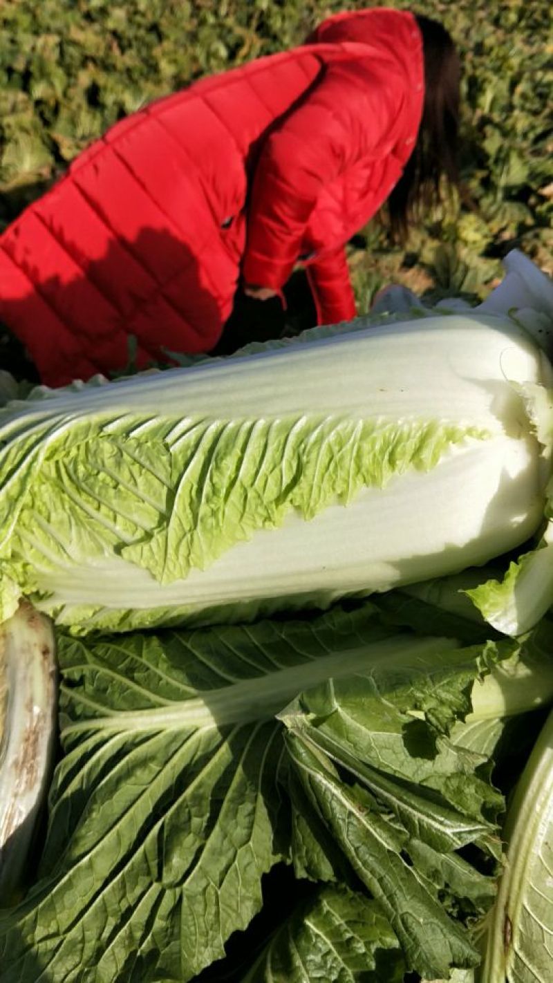 北京新三号白菜净菜4~6斤