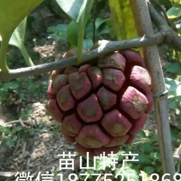 布福娜树苗30~50cm