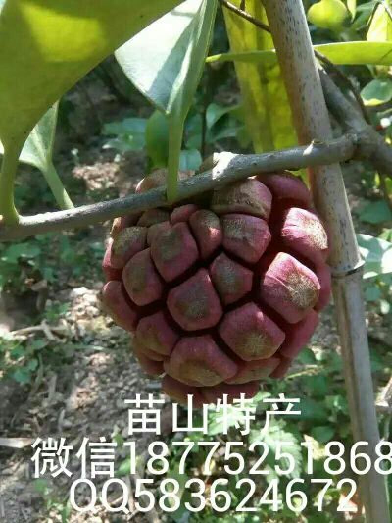 布福娜树苗30~50cm