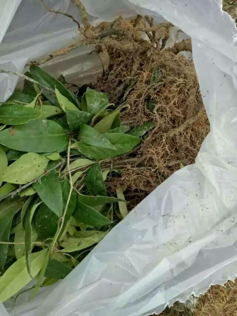 布福娜树苗30~50cm
