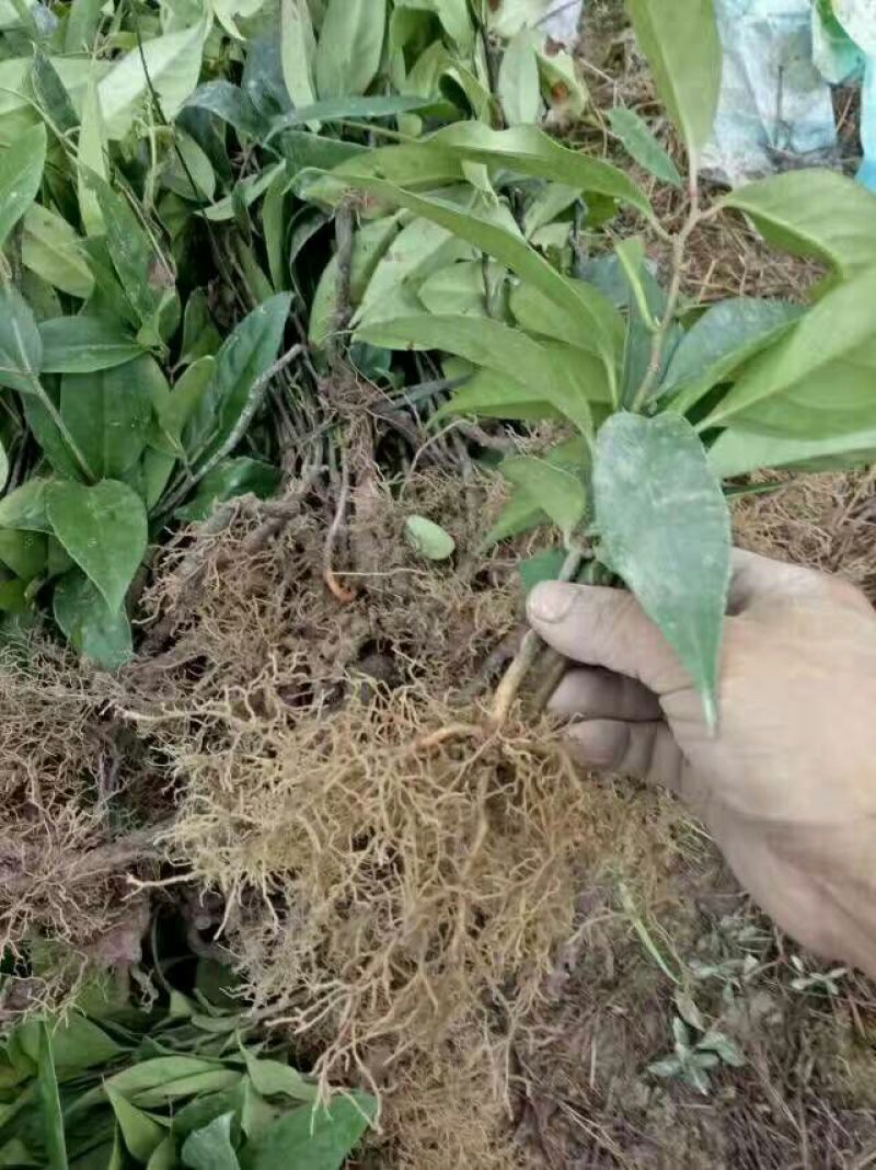 布福娜树苗30~50cm
