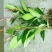 布福娜树苗30~50cm
