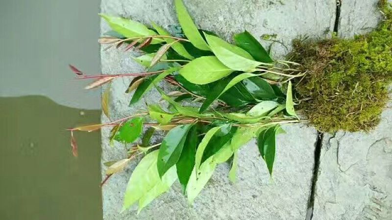 布福娜树苗30~50cm