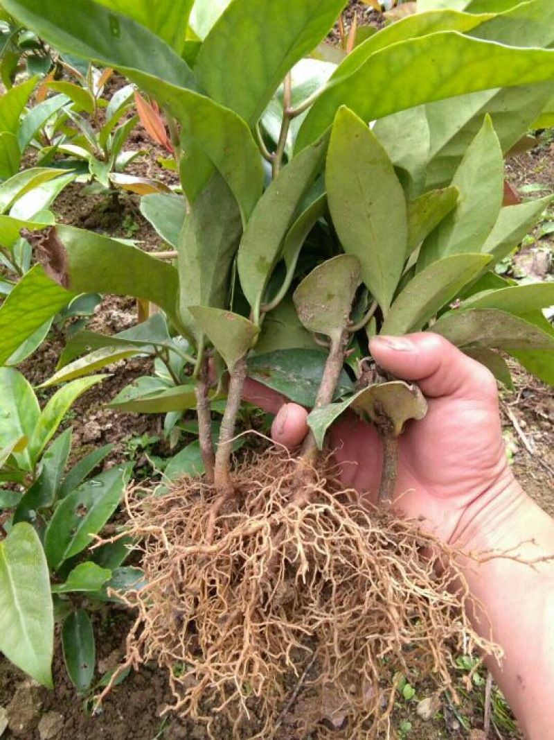 布福娜树苗30~50cm