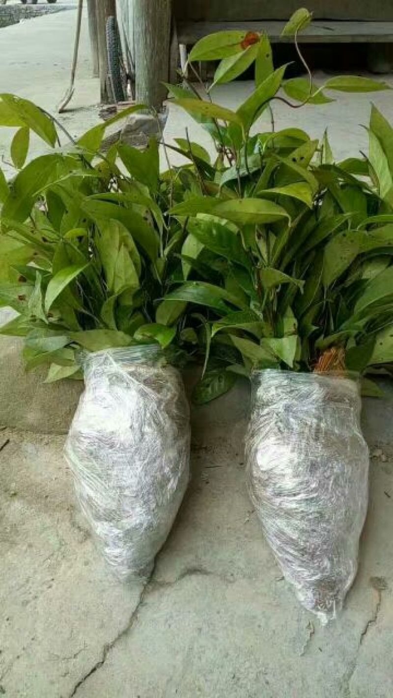 布福娜树苗30~50cm