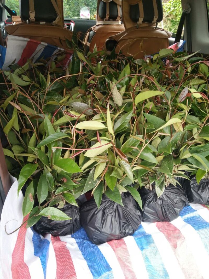 布福娜树苗30~50cm