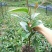 布福娜树苗30~50cm