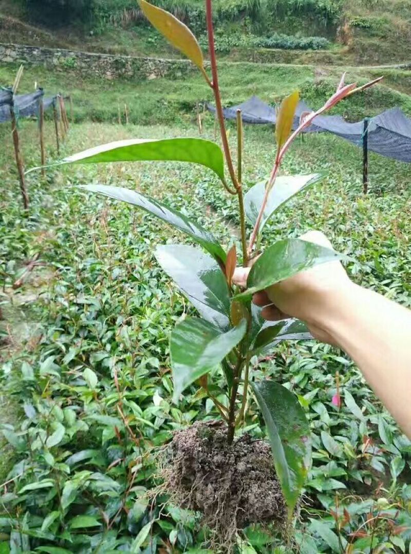 布福娜树苗30~50cm